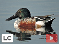 Northern Shoveler