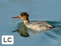 Red-breasted Merganser