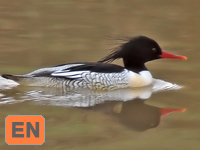 Scaly-sided Merganser