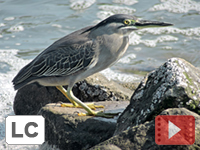 Striated Heron