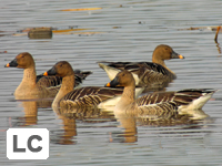 Taiga Bean Goose
