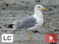 Taimyr Gull