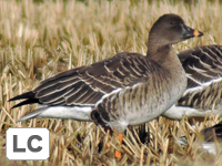Tundra Bean Goose