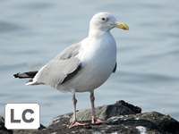Vega Gull