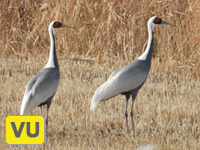 Little Crane
