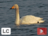 Whooper Swan